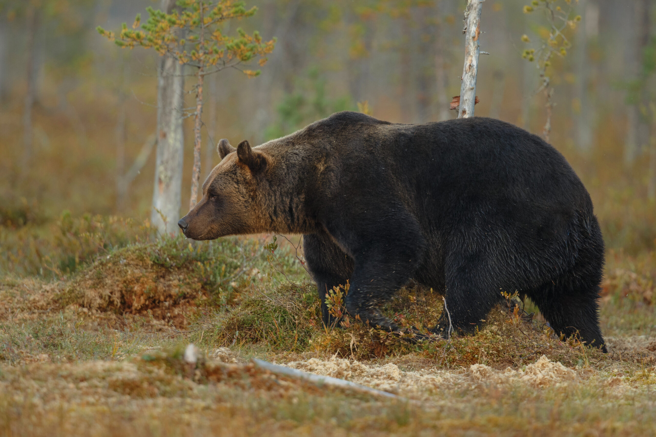 brown bear in the nature habitat of finland scaled