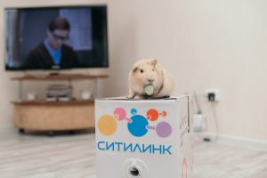 Sitilink-300x200 Ситилинк